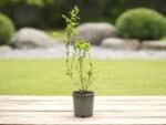 Plant de Lycium barbarum, plant de Lyciet commun, plant de Goji, Lycium barbarum, Goji, Lyciet