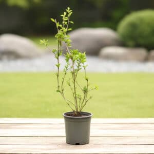 Plant de Lycium barbarum, plant de Lyciet commun, plant de Goji, Lycium barbarum, Goji, Lyciet