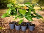 Plants de Theobroma cacao, Plants de cacaoyers, Cacaoyers, Cacaotiers, cacaotiers en pot