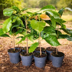 Plants de Theobroma cacao, Plants de cacaoyers, Cacaoyers, Cacaotiers, cacaotiers en pot