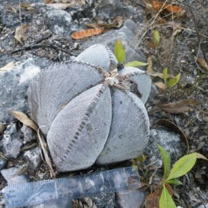 Vue générale d'Astrophytum myriostigma, Cactus bonnêt d'évêque en milieu naturel