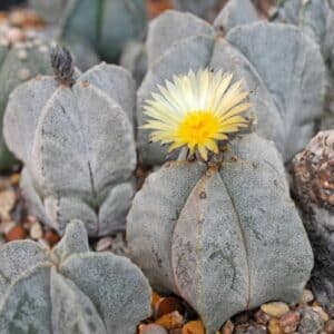 Graines d'Astrophytum myriostigma, graines du Cactus bonnet d'évêque, Culture d'Astrophytum myriostigma, Vue générale du Cactus bonnet d'évêqu
