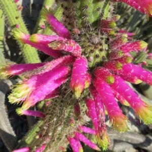 Inflorescence de Cleistocactus smaragdiflorus ou Cactus pétard