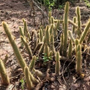 Plantation de Cleistocactus smaragdiflorus, Vue générale de Cactus pétard, Graines de Cleistocactus smaragdiflorus, Graines de Cactus pétard