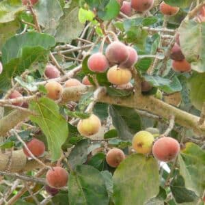 Fructification de Ficus sycomorus, Fruits du Figuier sycomore, Graines de Ficus sycomorus, Graines de Figuier sycomore