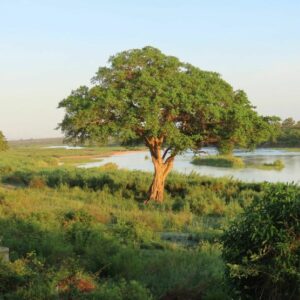 Culture de Ficus sycomorus ou Figuier sycomore