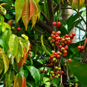 Grappe de fruits de Flacourtia inermis, Feuillage et infrutescence du Lovi-lovi