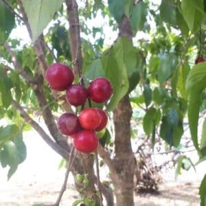 Fructification de Flacourtia inermis, Fruits mûrs du Lovi-lovi, Graines de Flacourtia inermis, Graines de Lovi-lovi