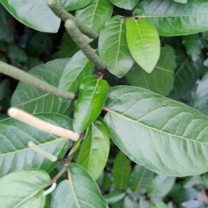 Graines de Piper arboreum – graines de Gajapippali