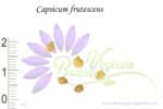 Graines de Capsicum frutescens