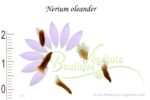 Graines de Nerium oleander, Graines de Laurier rose