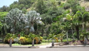 Bismarckia nobilis et Hyophorbe lagenicaulis