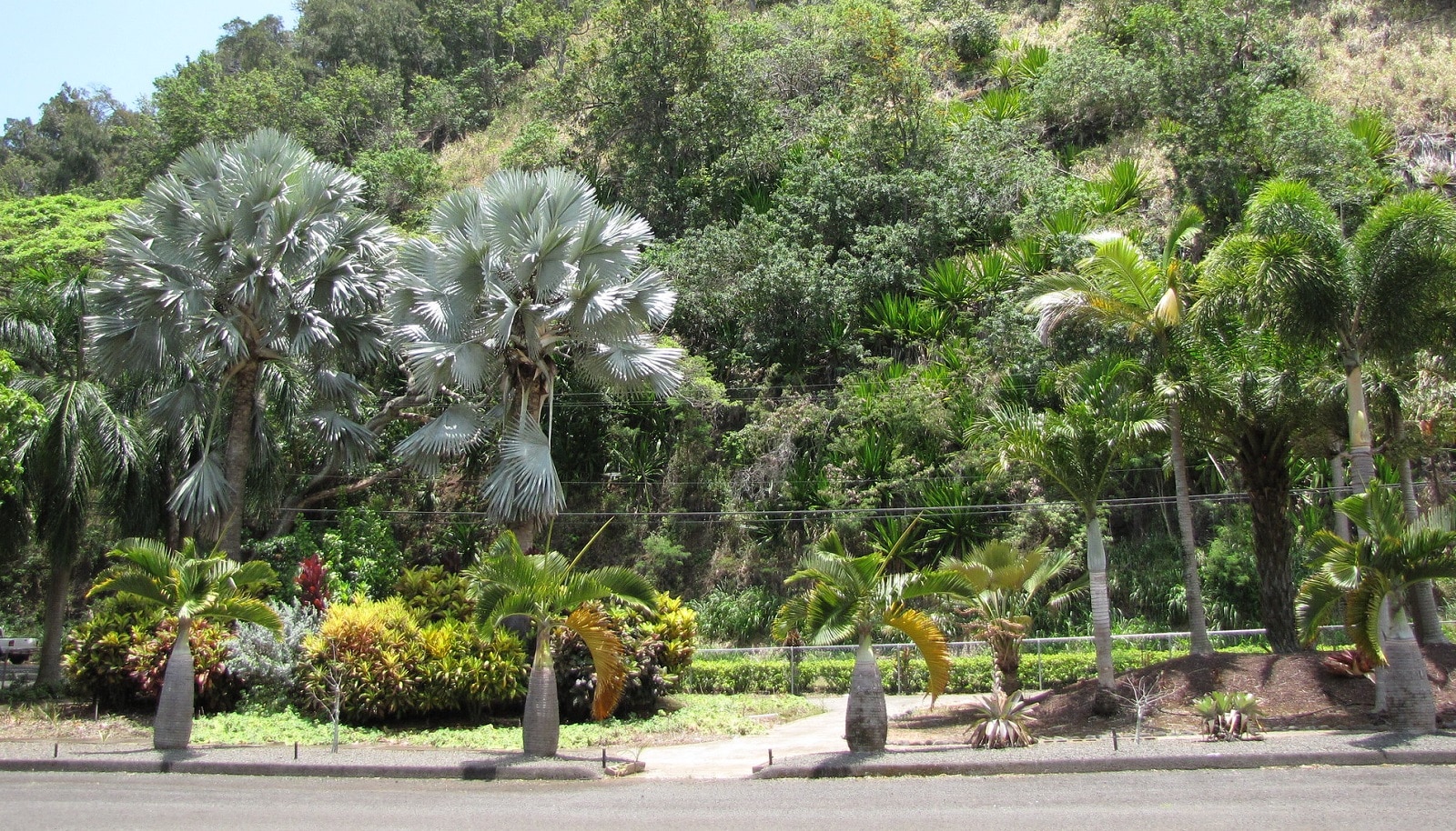 Bismarckia nobilis et Hyophorbe lagenicaulis