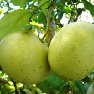 Fruits de Citrus × paradisi, Fruits du Pamplemoussier, Pamplemousse, Graines de Citrus × paradisi, Graines de Pamplemousse, Graines de Pamplemoussier, Citrus × paradisi, Pamplemoussier