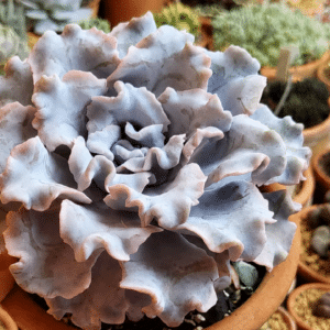 Plants d'Echeveria 'Crispate Beauty', plants d'Echeveria Crispy Beauty,Echeveria 'Crispate Beauty', Echeveria Crispy Beauty, Echeveria 'Crispate Beauty' en pot, Echeveria Crispy Beauty en pot, Plant Echeveria, Echeveria
