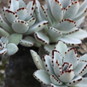 Plants de Kalanchoe tomentosa, plants de la Plante-panda, Vue générale de Kalanchoe tomentosa ou Plante-panda, Kalanchoe tomentosa en pot, Plante-panda en pot, Plant de Kalanchoé feutré, Kalanchoé feutré en pot