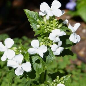 Graines de Lunaria annua 'Alba', Graines de Monnaie-du-pape blanche, Lunaria annua 'Alba', Monnaie-du-pape blanche