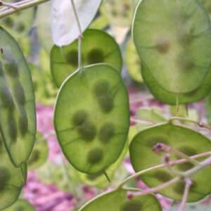 Fruits de Lunaria annua 'Alba', Fruits immatures de la Monnaie-du-pape blanche, Graines de Lunaria annua 'Alba', Graines de Monnaie-du-pape blanche, Lunaria annua 'Alba', Monnaie-du-pape blanche