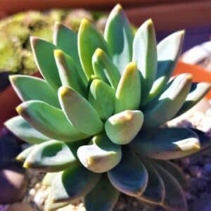 Plant de Pachyphytum hookeri, Plant d'Echeveria hookeri, Pachyphytum hookeri, Echeveria hookeri, Moonstone, Pot de Pachyphytum hookeri, Pot d'Echeveria hookeri