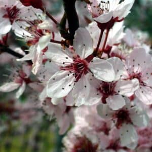 Fleurs de Prunus cerasifera f. atropurpurea, Fleurs de Prunier myrobolan pourpre, Prunus cerasifera f. atropurpurea, Prunier myrobolan pourpre, Prunier de Pissard, Semences de Prunus cerasifera f. atropurpurea, Semences de Prunier myrobolan pourpre, Semences de Prunier de Pissard, Noyaux de Prunus cerasifera f. atropurpurea, Noyaux de Prunier myrobolan pourpre, Noyaux de Prunier de Pissard