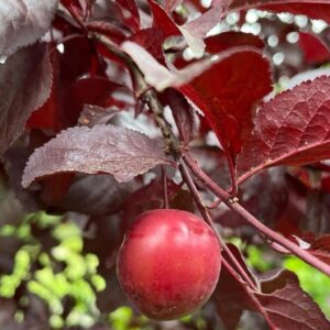 Fruit de Prunus cerasifera f. atropurpurea, Fruit et feuilles de Prunier myrobolan pourpre, Fruit de Prunier de Pissard, Prunus cerasifera f. atropurpurea, Prunier myrobolan pourpre, Prunier de Pissard, Semences de Prunus cerasifera f. atropurpurea, Semences de Prunier myrobolan pourpre, Semences de Prunier de Pissard, Noyaux de Prunus cerasifera f. atropurpurea, Noyaux de Prunier myrobolan pourpre, Noyaux de Prunier de Pissard