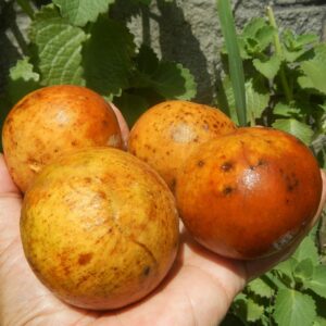 Fruits de Sandoricum koetjape ou Santol, Sandoricum koetjape, Santol, Graines de Sandoricum koetjape, Graines de Santol