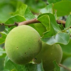Fructification de Sandoricum koetjape, Infrutescence de Santol, Fruit de Sandoricum koetjape, Fruit de Santol, Sandoricum koetjape, Santol, Graines de Sandoricum koetjape, Graines de Santol