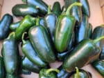 Capscium chinense Jalapeño, Piments Jalapeños verts, Fruits de Capscium chinense Jalapeño, Jalapeños verts frais, Piments Jalapenos