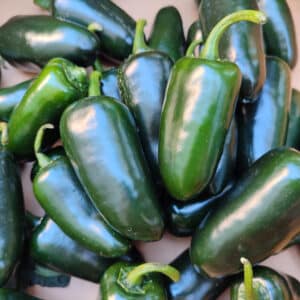 Capscium chinense Jalapeño, Piments Jalapeños verts, Fruits de Capscium chinense Jalapeño, Jalapeños verts frais, Piments Jalapenos