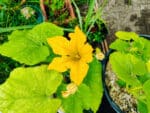 Floraison cucurbitacée, Floraison courge, Fleur de courge, Floraison d'une cucurbitacée, Fleurs et feuilles de Courge