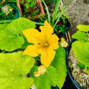 Floraison cucurbitacée, Floraison courge, Fleur de courge, Floraison d'une cucurbitacée, Fleurs et feuilles de Courge