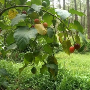 Tamarillo des forêts, Solanum sibundoyense, Cyphomandra sibundoyensis, Graines de Tamarillo des forêts, Fruits de Solanum sibundoyense, Fruits de Cyphomandra sibundoyensis, Plant de Tamarillo des for^ts