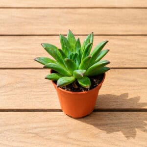 Plent d'Echeveria hookeri, Jeune plant de Pachyphytum hookeri, Echeveria hookeri, Pachyphytum hookeri, Pot d'Echeveria hookeri, Pot de Pachyphytum hookeri, Plant de Pachyphytum hookeri