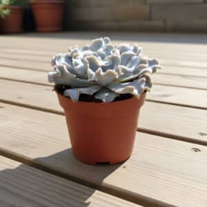 Plant d'Echeveria lilacina 'Crispate Beauty', Plant d'Echeveria Crispy Beauty, Echeveria lilacina 'Crispate Beauty', Echeveria Crispy Beauty, Echeveria lilacina 'Crispate Beauty' en pot, Echeveria Crispy Beauty en pot
