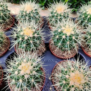 Jeunes plants d'Echinocactus grusonii, Jeunes plants de Coussin de belle-mère, Plants d'Echinocactus grusonii, Plants de Coussin de belle-mère, Echinocactus grusonii, Coussin de belle-mère, Cactus oursin, Echinocactus grusonii en pot, Coussin de belle-mère en pot, Cactus oursin en pot