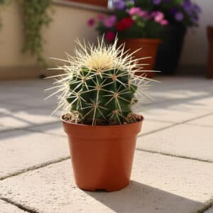 Plant d'Echinocactus grusonii, Jeune plant de Coussin de belle-mère, Echinocactus grusonii en pot, Coussin de belle-mère en pot, Echinocactus grusonii, Coussin de belle-mère, Cactus oursin