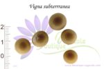 Graines de Vigna subterrranea, Semences de Pois de terre, Semences de Vigna subterrranea, Graines de Pois de terre, Vigna subterrranea, Pois de terre
