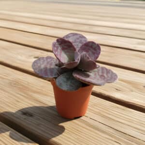 Jeune plant de Kalanchoe humilis 'Zebra', Jeune plant de Kalanchoé zèbre, Kalanchoe humilis 'Zebra', Kalanchoé zèbre, Plant de Kalanchoe humilis 'Zebra', Plant de Kalanchoé zèbre, Kalanchoe humilis 'Zebra' en pot, Kalanchoé zèbre en pot