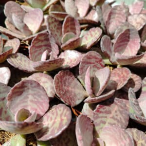 Jeunes plants Kalanchoe humilis 'Zebra', Jeunes plants de Kalanchoé zèbre, Plant Kalanchoe humilis 'Zebra', Plant de Kalanchoé zèbre, Kalanchoe humilis 'Zebra' en pot, Kalanchoé zèbre en pot, Kalanchoe humilis 'Zebra', Kalanchoé zèbre
