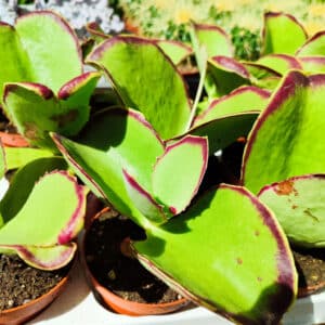 Jeune plant de Kalanchoe synsepala, Jeune plant de Walking Kalanchoe, Plant de Kalanchoé marcheur, Plant de Kalanchoe synsepala, Plant de Walking Kalanchoe, Kalanchoé marcheur en pot, Kalanchoe synsepala en pot, Walking Kalanchoe en pot, Kalanchoe synsepala, Walking Kalanchoe
