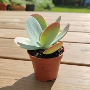Jeune plant de Kalanchoe thyrsiflora, Jeune plant de Kalanchoé à feuilles en thyrse 'Red Lips', Plant de Kalanchoe thyrsiflora, Plant de Kalanchoé à feuilles en thyrse 'Red Lips', Kalanchoe thyrsiflora, Kalanchoé à feuilles en thyrse 'Red Lips', Kalanchoe thyrsiflora en pot, Kalanchoé à feuilles en thyrse 'Red Lips' en pot