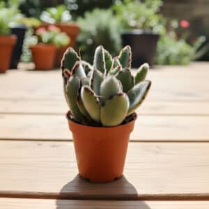 Jeune plant de Kalanchoe tomentosa - Jeune plant de Kalanchoe tomentosa