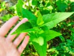 Silphium perfoliatum, feuilles de Silphie, Feuillage de Silphium perfoliatum, Détail des feuilles de Silphie perfoliée