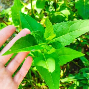 Silphium perfoliatum, feuilles de Silphie, Feuillage de Silphium perfoliatum, Détail des feuilles de Silphie perfoliée