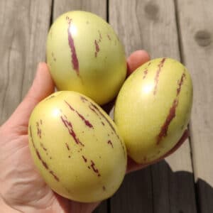 Fruits de Solanum muricatum, Fruits de Poire-melon, Poires-melons, Pépinos, Fruits de Pépinos