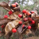 Fructification d'Abrus precatorius, Fruits matures de Pois rouge, Abrus precatorius, Pois rouge, Graines de Chapelet, Graines d'Abrus precatorius, Graines de Pois rouge, Graines de Chapelet
