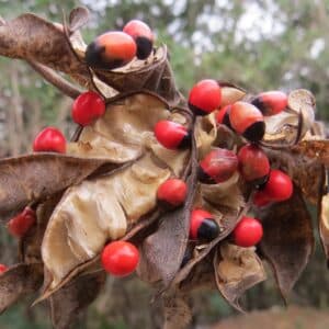 Fructification d'Abrus precatorius, Fruits matures de Pois rouge, Abrus precatorius, Pois rouge, Graines de Chapelet, Graines d'Abrus precatorius, Graines de Pois rouge, Graines de Chapelet