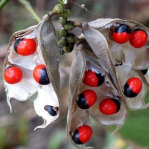 Fruits secs d'Abrus precatorius, Gousses déhiscentes et graines de Pois rouge, Abrus precatorius, Pois rouge, Graines de Chapelet, Graines d'Abrus precatorius, Graines de Pois rouge, Graines de Chapelet