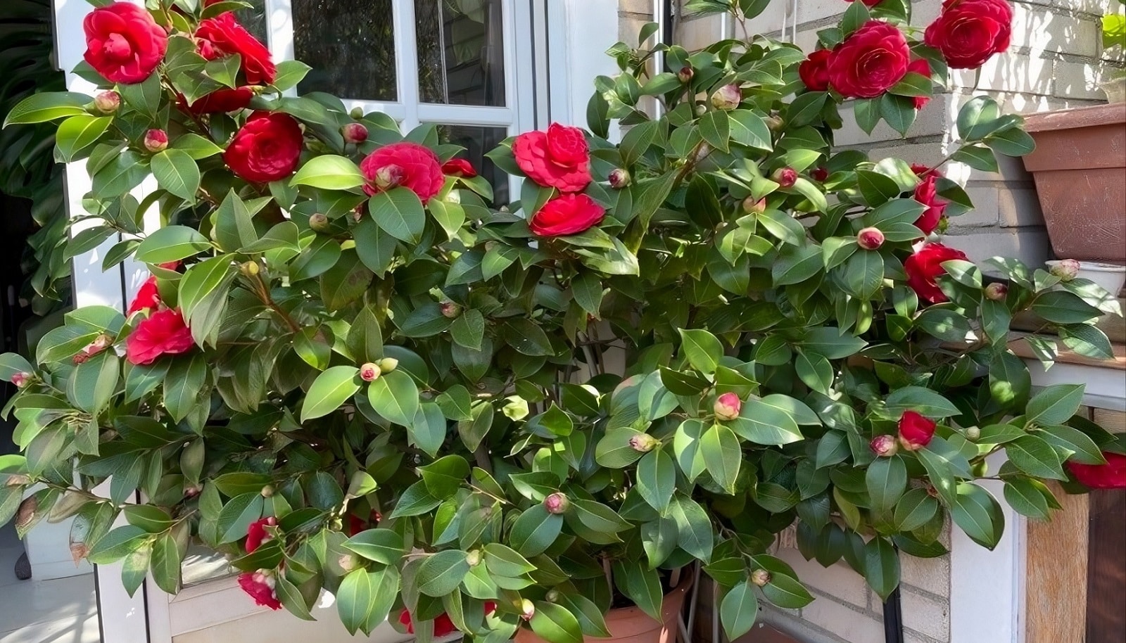 Camellia japonica - Camélia d'ornement en pot