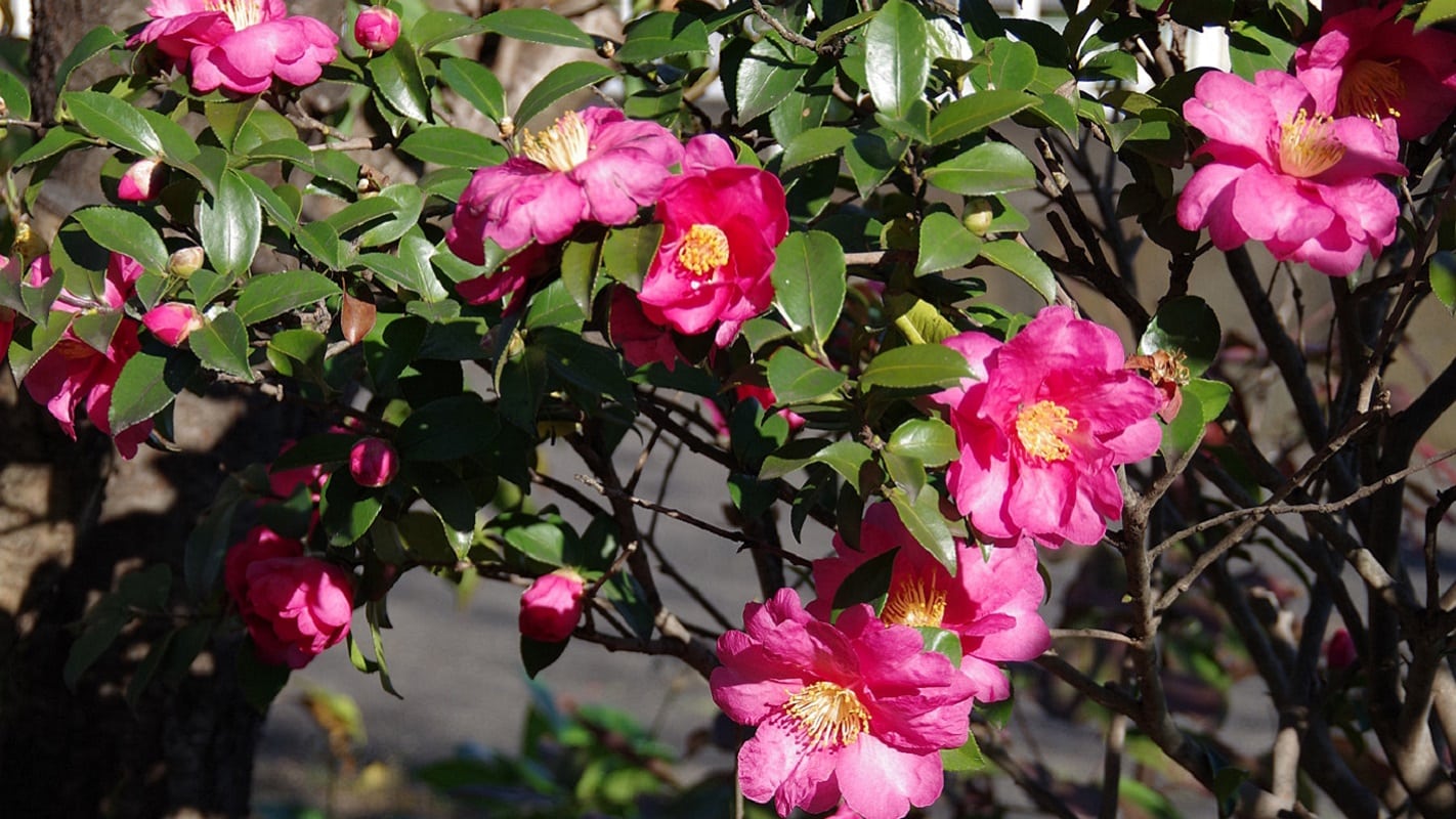 Floraison de Camellia sasanqua, Camélia d'automne en fleur